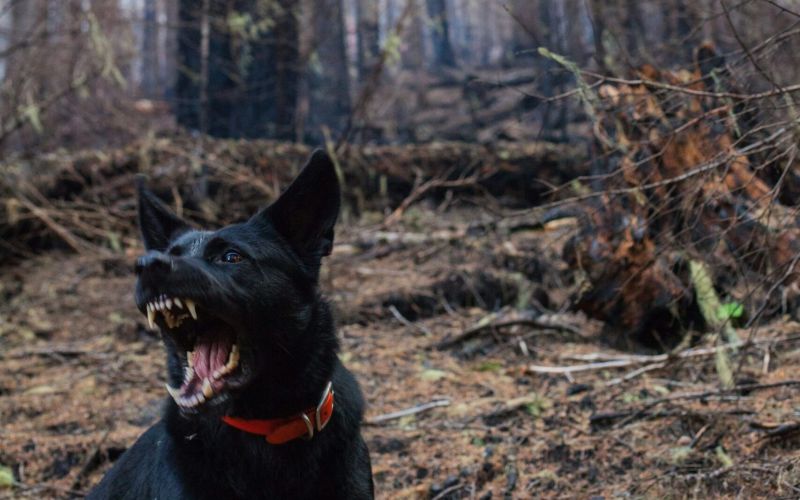 Black dog with a red collar baring its teeth and barking in a forest area with charred tree trunks and dry ground.