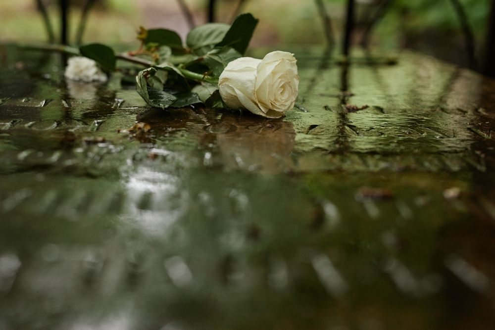 Una rosa blanca sobre una mesa empapada por la lluvia