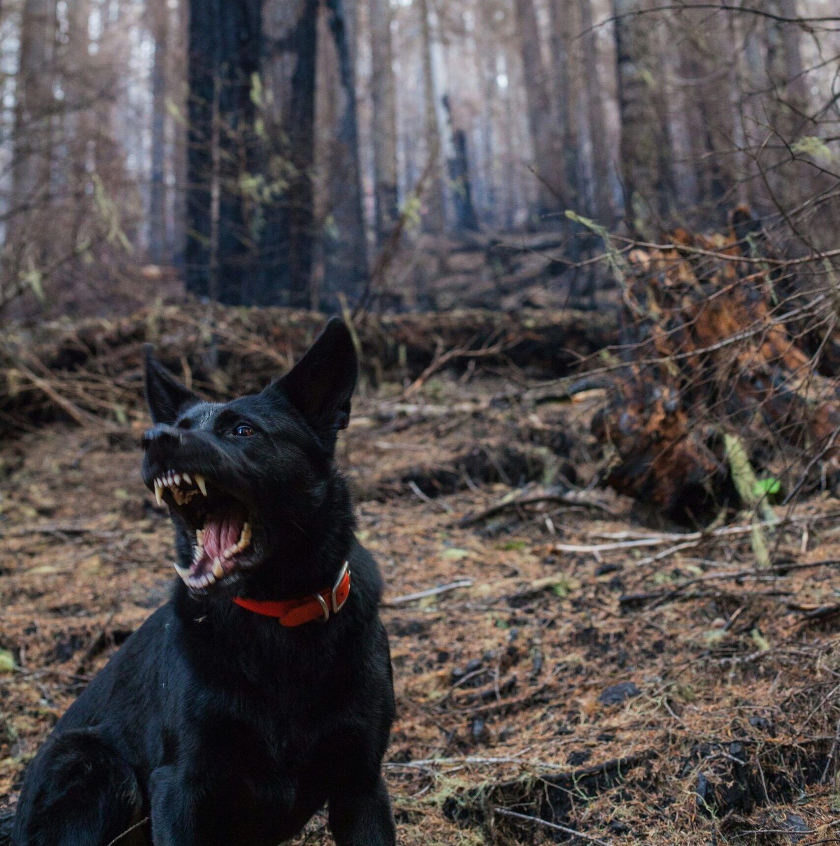 Black dog with a red collar baring its teeth and barking in a forest area with charred tree trunks and dry ground.