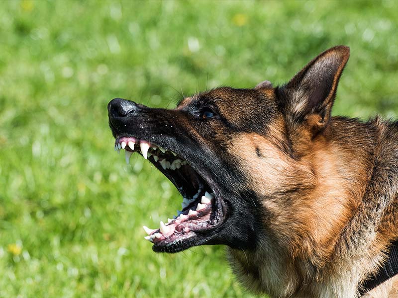 A german shepherd barking
