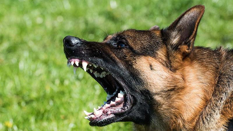 german Shepard dog snarling