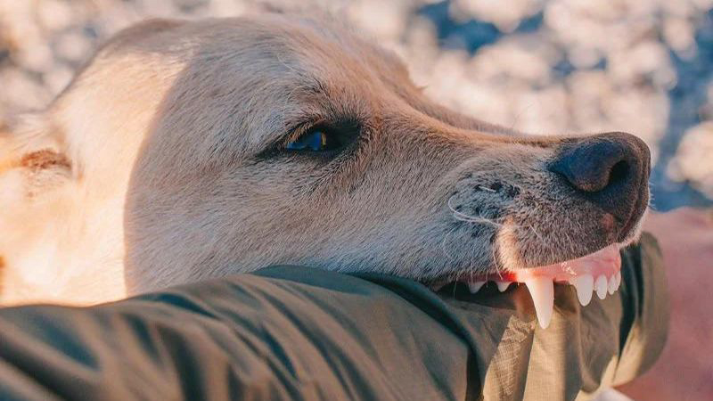 dog biting a pedestrians arm.