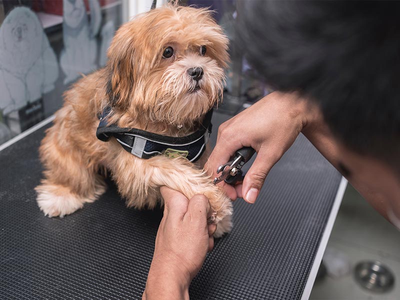 Yorkshire Terrier at the groomer