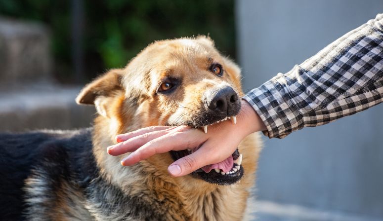 dog biting mans hand