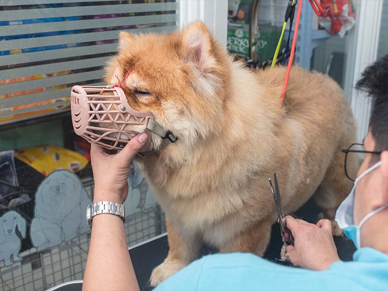 Samoyed wearing a muzzle being trimmed by a groomer