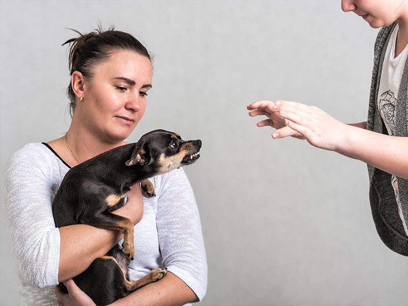 A woman holding a small dog while a child tries to pet the dog