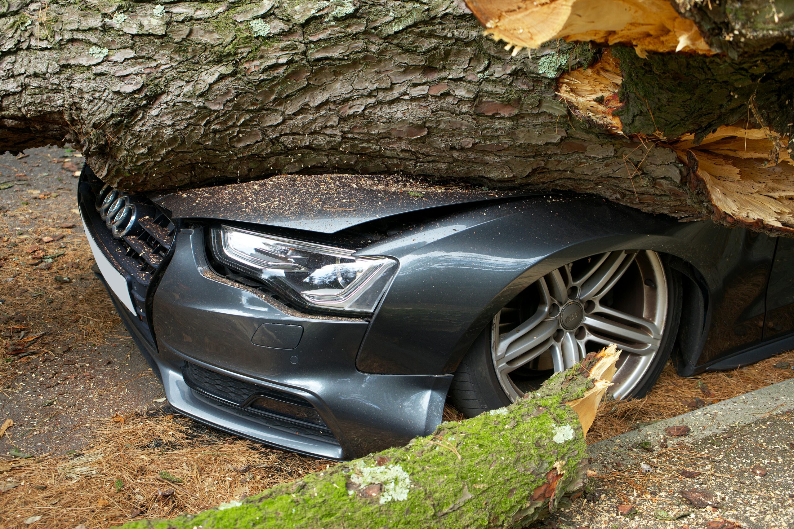 A car is partially covered by a large fallen tree, with branches resting on its roof and hood.