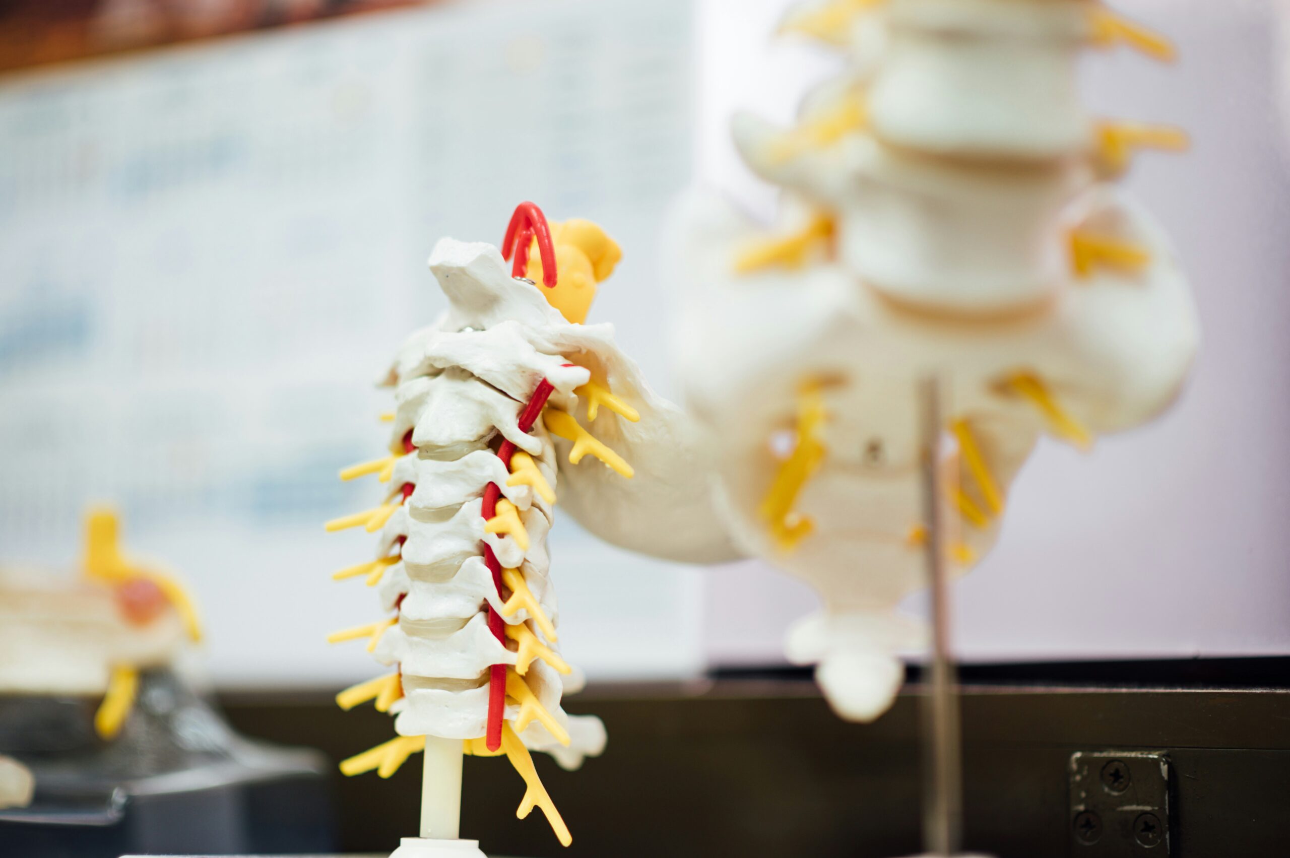 a model of a spinal column