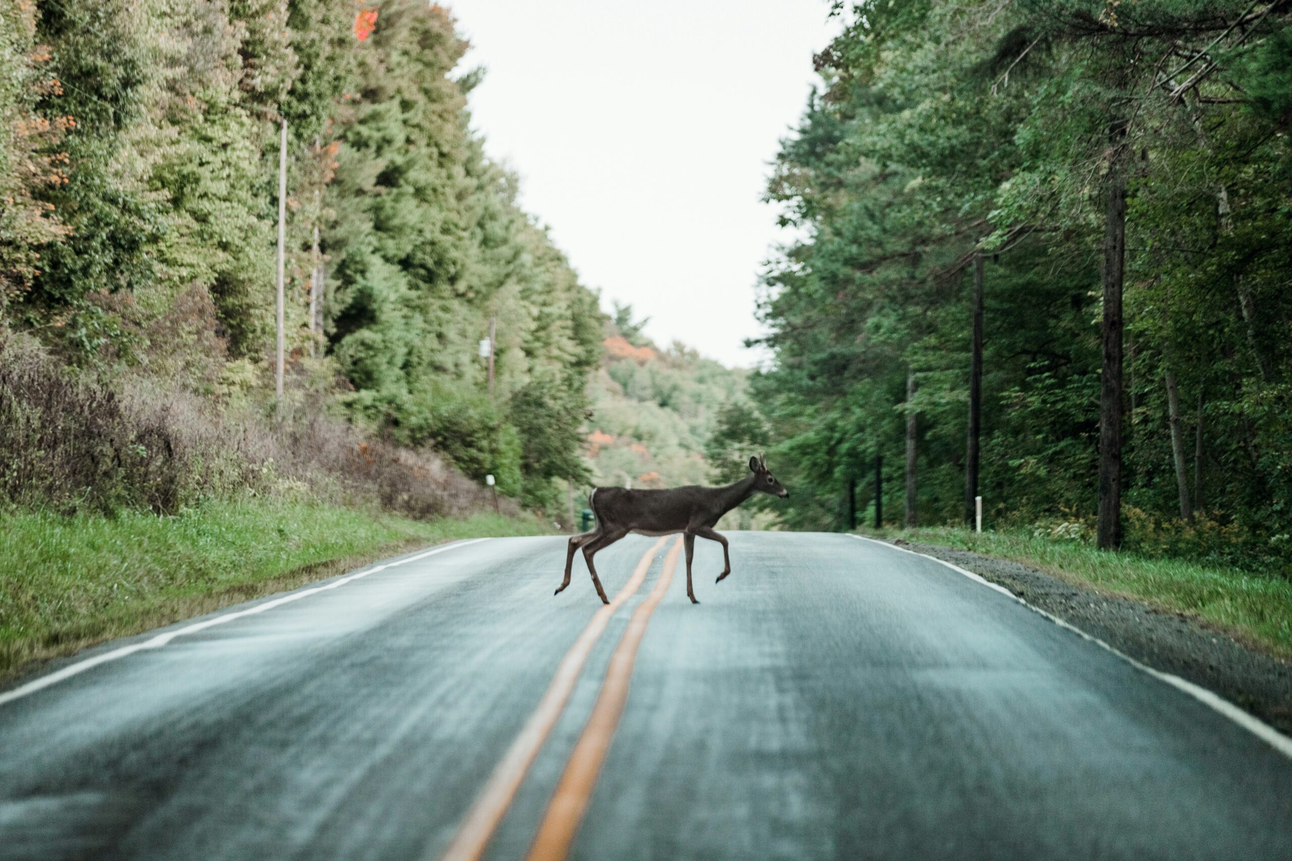 deer standing on forest road at dusk