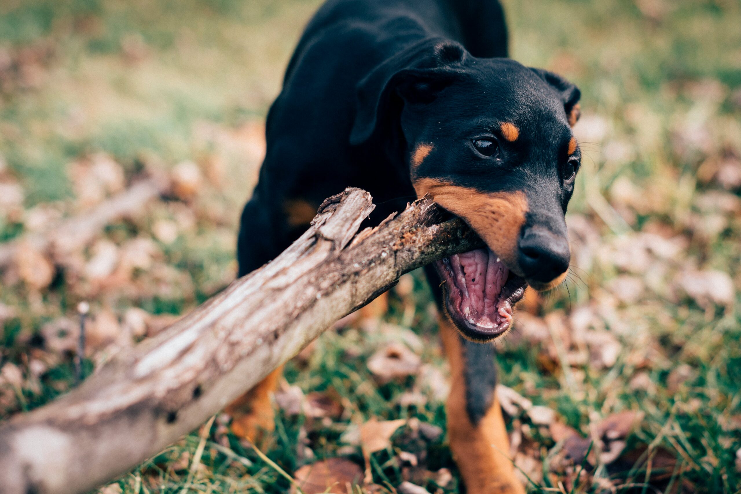 A dog happily chewing on a stick while lying in the green grass.